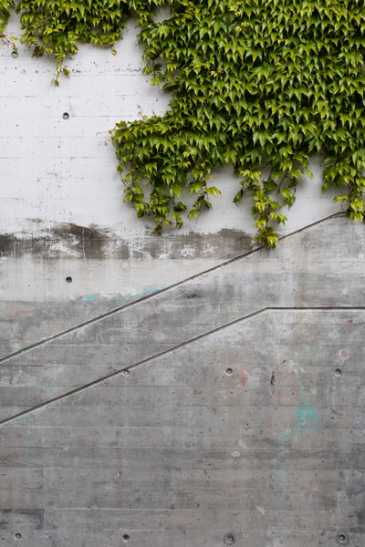 绿色有叶子的植物在墙壁上
